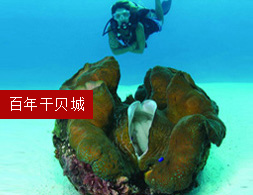 百年干貝城