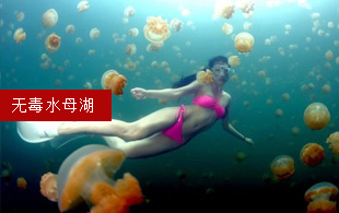 無毒水母湖
